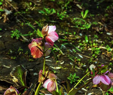 Kış çiçekleri, neşeli pembe ve kestane rengi benekli çiçekler güneşli bir bahçede