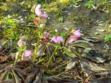Kış çiçekleri, neşeli pembe ve kestane rengi benekli çiçekler güneşli bir bahçede