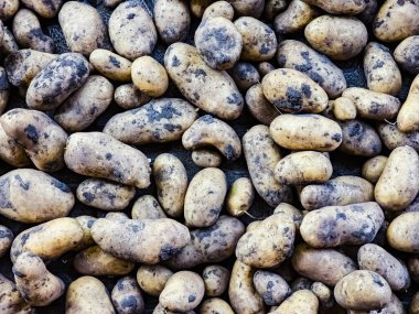 Kişisel bir arsada taze patates hasadı. Organik gıda konsepti. Organik patates arka planı.