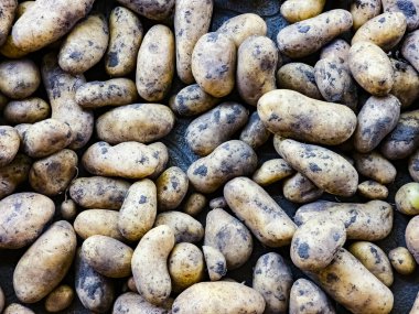 Kişisel bir arsada taze patates hasadı. Organik gıda konsepti. Organik patates arka planı.