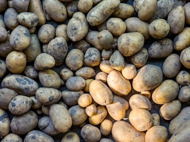 Kişisel bir arsada taze patates hasadı. Organik gıda konsepti. Organik patates arka planı.
