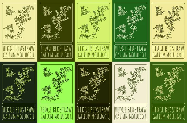 stock image Set of drawing of HEDGE BEDSTRAW in various colors. Hand drawn illustration. Latin name GALIUM MOLLUGO L.