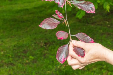 Botanik bahçesindeki mor Dawick kayın ya da Fagus Sylvatica 'nın bahar yaprakları..