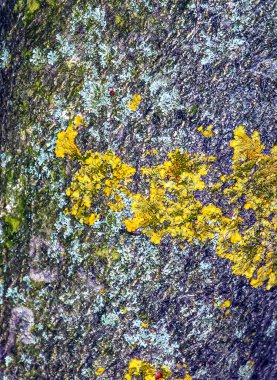 Kayın ağacı, kabuk. Dekoratif bir form. Fagus sylvatica L. ahşap arkaplan - desen, tasarımcılar için