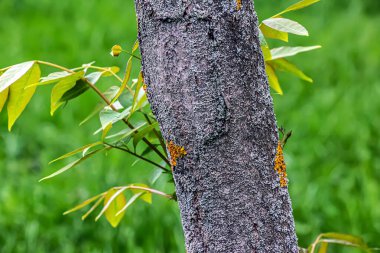 Toksikkod vernicifluum ağacı, kabuk. Dekoratif bir form. Toksikkod vernicifluum. Ahşap arkaplan - desen, tasarımcılar için