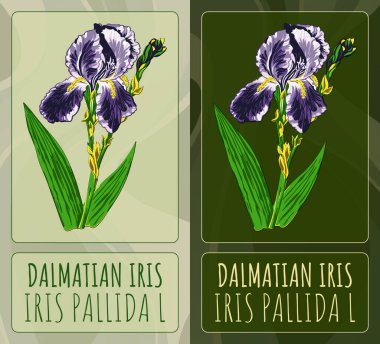 Dalmaçyalı iris çiziyor. El çizimi çizimi. Latince adı Iris Pallida L.