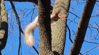 Gri ve turuncu kürklü bir sincap veya Sciurus bir dala oturur. Geniş açı çıplak ağaçların ve güneşli bir sonbaharda parlak mavi bir gökyüzünün önünde..