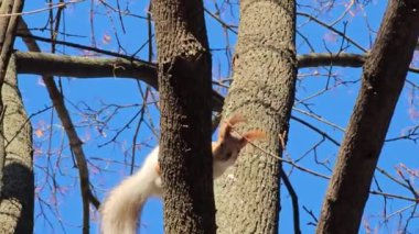 Gri ve turuncu kürklü bir sincap veya Sciurus bir dala oturur. Geniş açı çıplak ağaçların ve güneşli bir sonbaharda parlak mavi bir gökyüzünün önünde..
