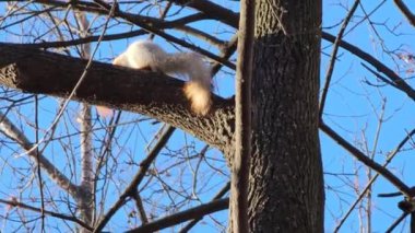 Gri ve turuncu kürklü bir sincap veya Sciurus bir dala oturur. Geniş açı çıplak ağaçların ve güneşli bir sonbaharda parlak mavi bir gökyüzünün önünde..