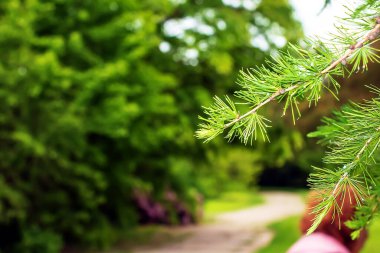 Larix desidua ya da Avrupa ya da yaygın tarla kuşu yeşil dalları