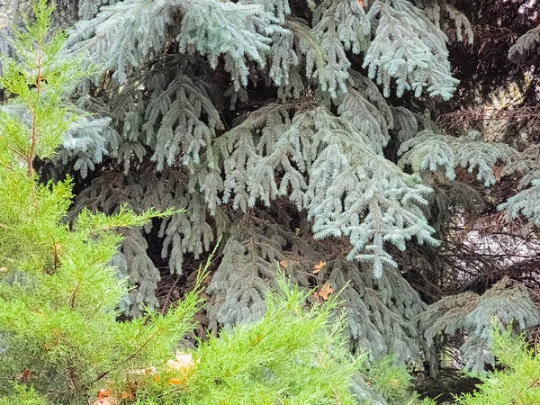 Koyu arkaplanda iğneler olan mavi ladin dalları. Latince adı Picea pungens olan mavi ladin..