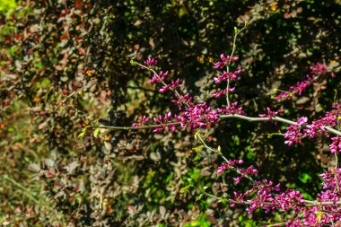 Dallarda Cercis kanadensis 'in mor çiçekleri var. Zarif çiçek arkaplanı. Bulanık yeşil arkaplanda pembe çiçekler.