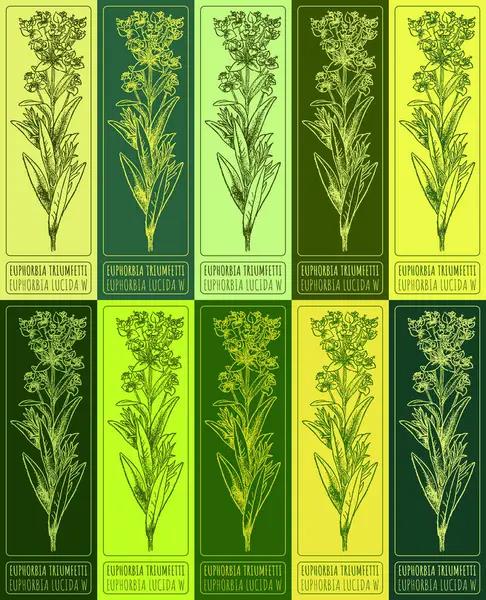 stock image Set  drawing of EUPHORBIA TRIUMFETTI in various colors. Hand drawn illustration. Latin name EUPHORBIA LUCIDA WALDST.