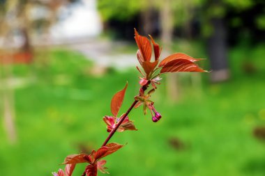 Baharın başında Sakura veya Prunus serrulata. Genç filizler ve çiçekler.