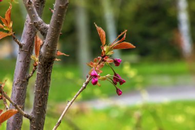 Baharın başında Sakura veya Prunus serrulata. Genç filizler ve çiçekler.