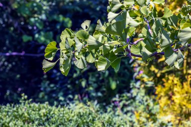 Ginkgo ağacı ya da Ginkgo biloba ya da yeşil yapraklı ginkgo.