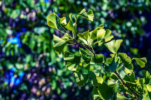 Ginkgo tree or Ginkgo biloba or ginkgo with bright green new leaves.