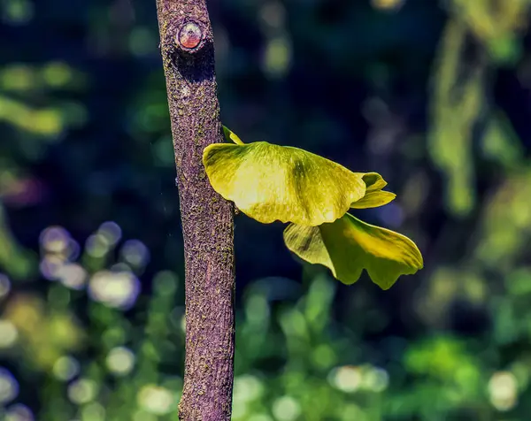 Ginkgo tree or Ginkgo biloba or ginkgo with bright green new leaves.