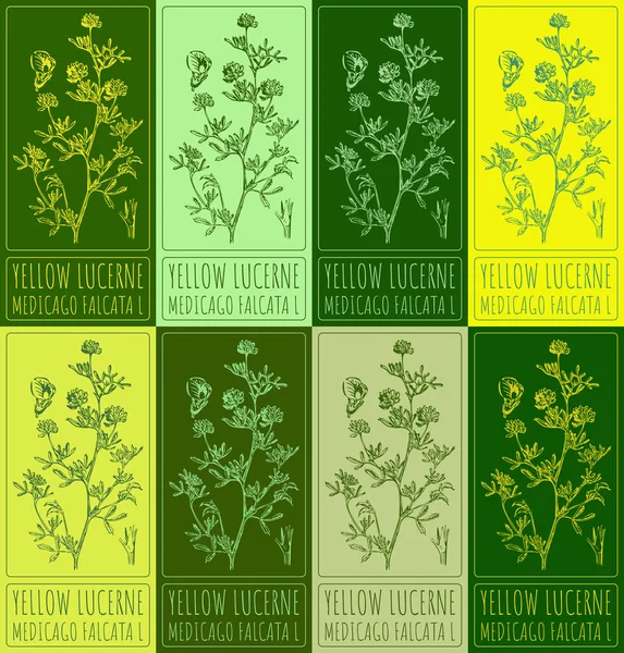 stock image Set drawing of YELLOW LUCERNE in various colors. Hand drawn illustration. Latin name MEDICAGO FALCATA L.