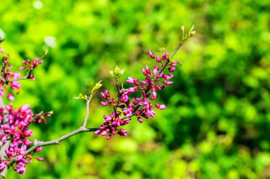 Dallarda Cercis kanadensis 'in mor çiçekleri var. Zarif çiçek arkaplanı. Bulanık yeşil arkaplanda pembe çiçekler.