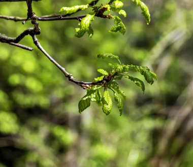 İlkbaharda Quercus Petraea. Bahar meşesi yaprakları. Seçici odak.