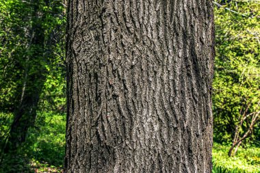 Meşe kabuğu yakın plan. Quercus petraea meşesi ya da Gürcistan meşesi gövdesinin dokusu. Yaşayan bir ormanın arka planı. Ormanın doğası böyle..