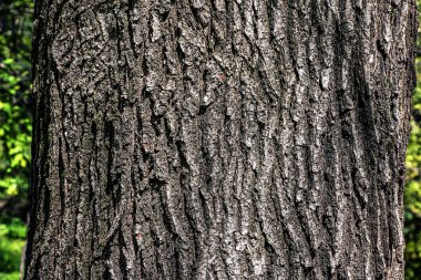 Meşe kabuğu yakın plan. Quercus petraea meşesi ya da Gürcistan meşesi gövdesinin dokusu. Yaşayan bir ormanın arka planı. Ormanın doğası böyle..