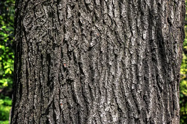 Oak bark close-up. The texture of the trunk of the Quercus petraea oak or Georgian oak. Background from living wood. Skin of the forest nature.