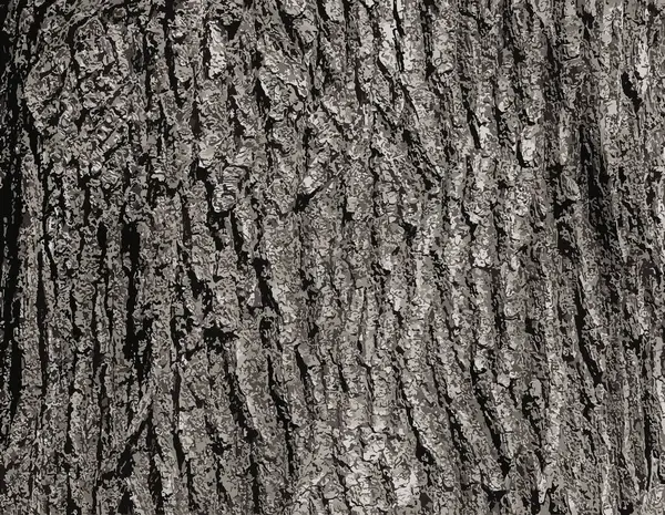 Vector illustration of Oak bark close-up. The texture of the trunk of the Quercus petraea oak or Georgian oak. Background from living wood. Skin of the forest nature.