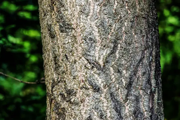 The dark gray texture of the bark of the ginkgo biloba tree, also called the maiden tree.