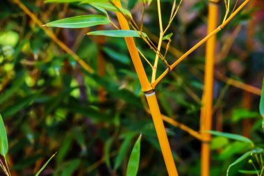 Bambu gövdesi ve yaprakları olan bir arka plan. Güneşli bir gün.