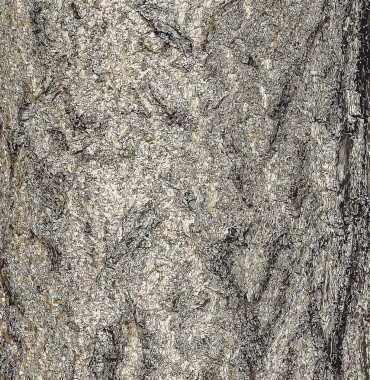 Ginkgo biloba ağacı kabuğunun resmi. Ağaç kabuğu arkaplanı.