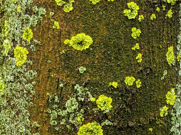 Natural natural background of texture of bark of living sycamore tree, overgrown with moss. Moss growing on large tree as natural backdrop