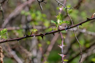 Bahar başında Rosa Hugonis tomurcukları olan bir dal parçası, yaygın olarak Çin gülü olarak bilinir..