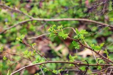 Rosa spinosissima tomurcukları olan bir dal parçası. Yaygın olarak Rosa pezevenkliği olarak bilinir..