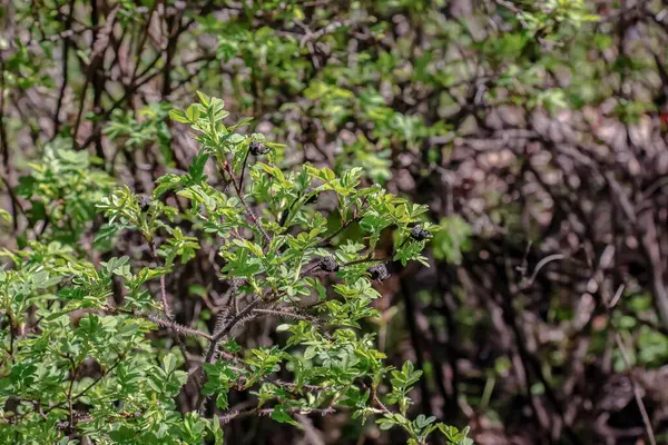 Rosa spinosissima tomurcukları olan bir dal parçası. Yaygın olarak Rosa pezevenkliği olarak bilinir..