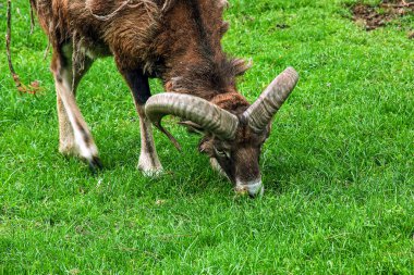 Mouflon, ovis orientalis musimon yeşil bir alanda otlayan palto değişiminde