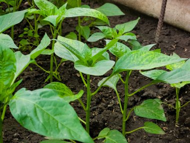 Bir serada toprakta yetişen tatlı biber tohumları.