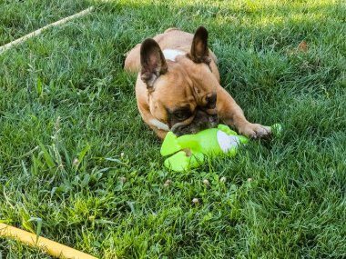 Yeşil çimenlikte yeni bir oyuncakla oynayan yavru bir Fransız buldoğunun duyguları..
