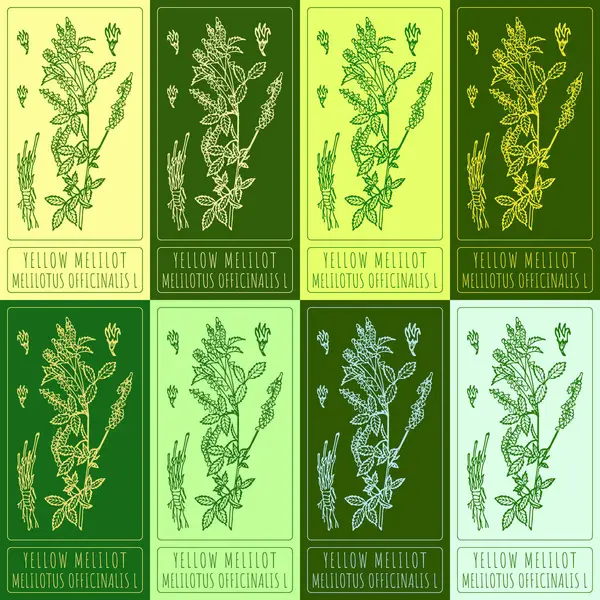 stock image Set drawing of YELLOW MELILOT in various colors. Hand drawn illustration. Latin name MELILOTUS OFFICINALIS L.