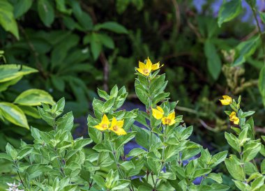 Lysimachia nummularia, Yellow small flowers on a background of small rounded leaves. clipart