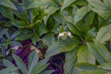 Helleborus Nijer çiçekleri ve parlak beyaz taç yaprakları. Bahar.