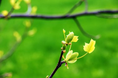Lale liriodendronu çok güzel bir süs ağacıdır. İlkbaharın başında lale liriodendronu. Yakın plan..