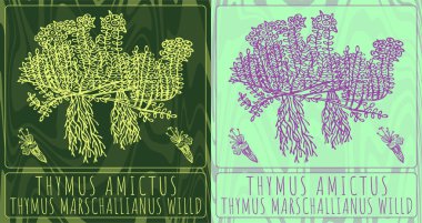 Timius AMICTUS 'un çizimleri. El çizimi çizimi. Latince adı THYMUS MARSCHALLIANUS WILLD.