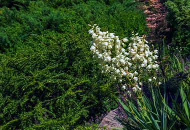 Yucca bitkisinin birçok narin beyaz çiçeği, genel olarak Adem 'in iğnesi ve ipliği olarak bilinir.