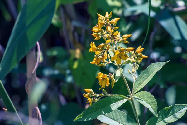 Lysimachia nummularia, küçük yuvarlak yapraklı sarı küçük çiçekler..