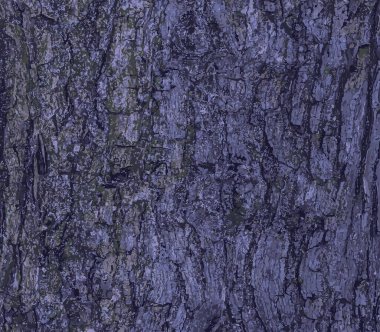 Field Maple ya da Acer campestre ağaç kabuğu dokusunun vektör çizimi. Doğal deri arka plan.