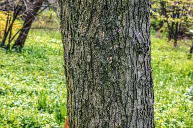 Field Maple ya da Acer kampının kabuk dokusu. Doğal deri arka plan.