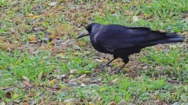 Bir karga ya da Corvus Corax gagasıyla çimenlerde yiyecek arar..