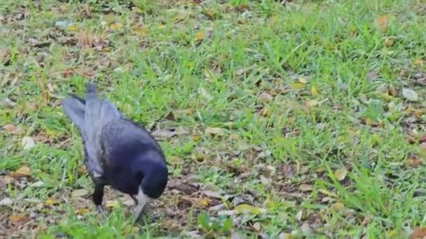 Ένα Κοράκι Corvus Corax Ψάχνει Για Τροφή Στο Γρασίδι Ράμφος — Αρχείο Βίντεο